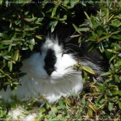 Photo de Chat domestique