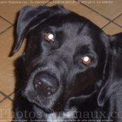 Photo de Labrador retriever