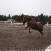 Photo de Quarter horse