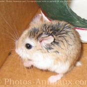 Photo de Hamster