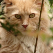 Photo de Maine coon