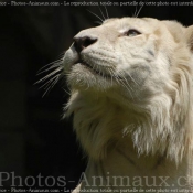 Photo de Tigre