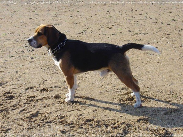 Photo de Beagle