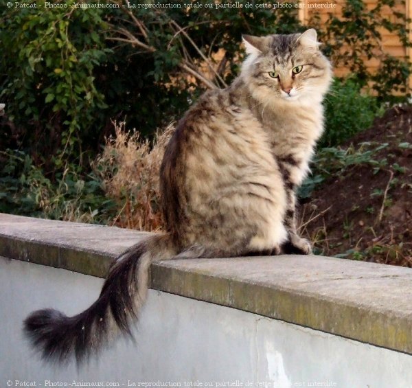 Photo de Croisement