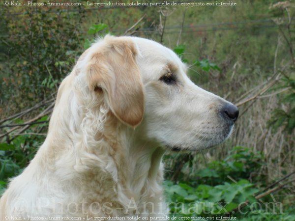 Photo de Golden retriever