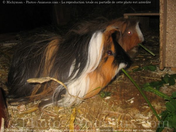 Photo de Cochon d'inde