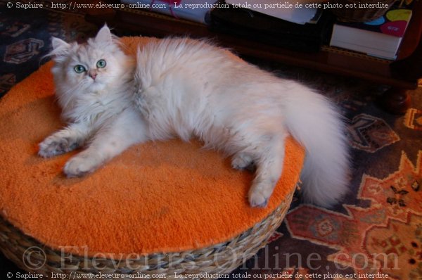 Photo de British longhair