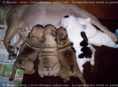 Photo de Bouledogue franais