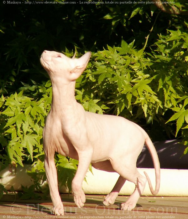 Photo de Sphynx