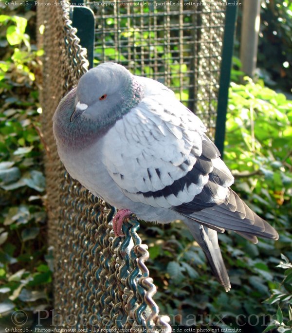 Photo de Pigeon