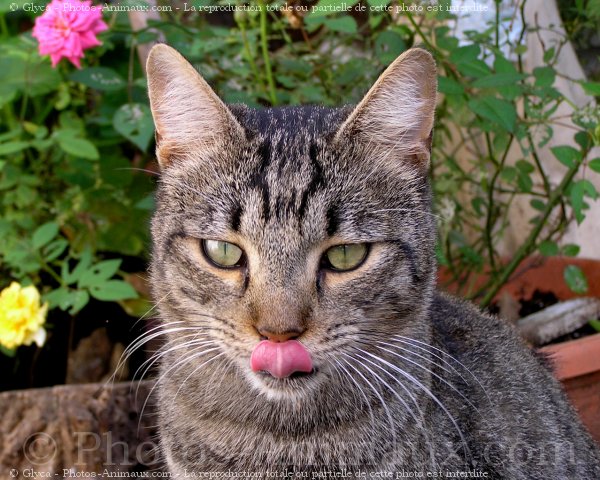 Photo de Chat domestique