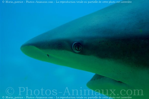 Photo de Requin