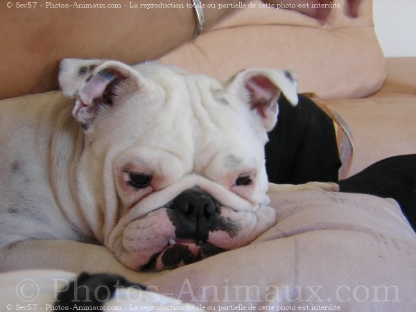 Photo de Bulldog