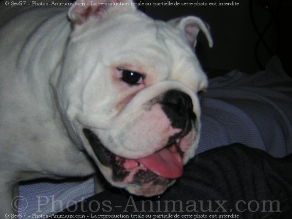 Photo de Bulldog