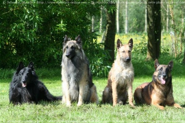 Photo de Berger belge laekenois