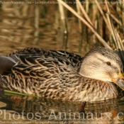 Photo de Canard