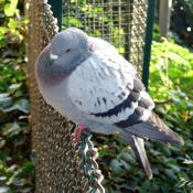 Photo de Pigeon