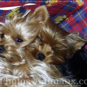 Photo de Yorkshire terrier