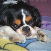 Photo de Cavalier king charles spaniel