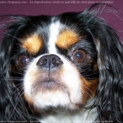 Photo de Cavalier king charles spaniel