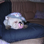 Photo de Bulldog