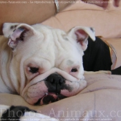 Photo de Bulldog