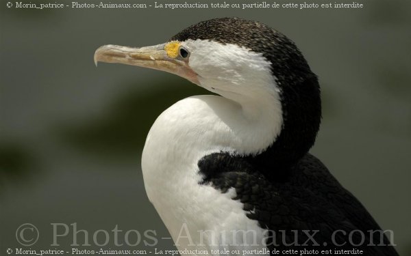 Photo de Cormorans hupps