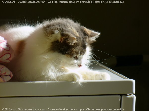 Photo de Chat domestique