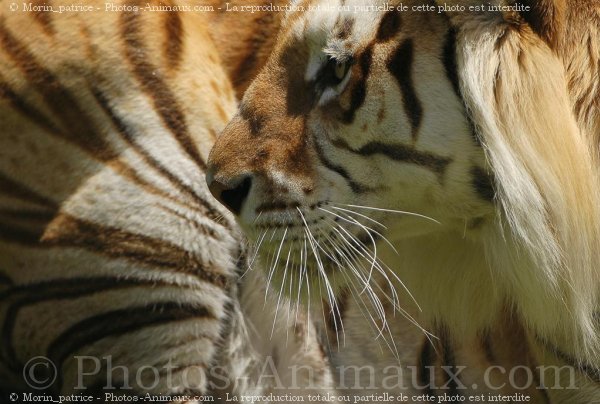 Photo de Tigre