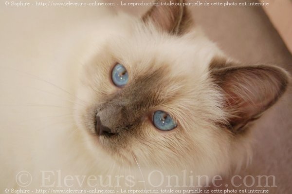 Photo de Sacr de birmanie