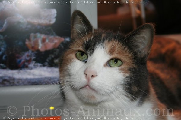 Photo de Chat domestique