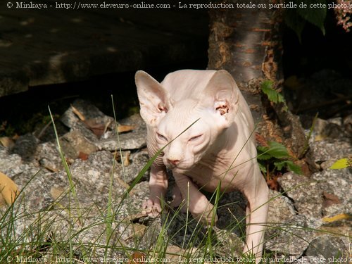 Photo de Sphynx