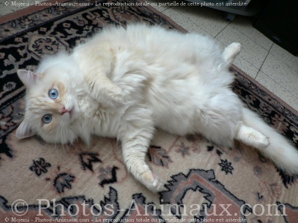 Photo de Ragdoll