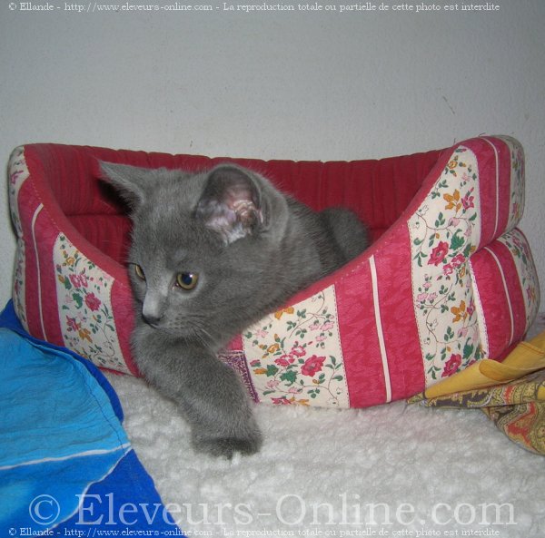 Photo de Chartreux