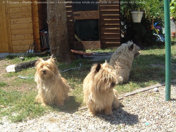 Photo de Cairn terrier