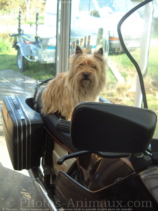 Photo de Cairn terrier