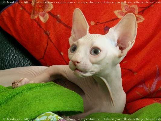 Photo de Sphynx