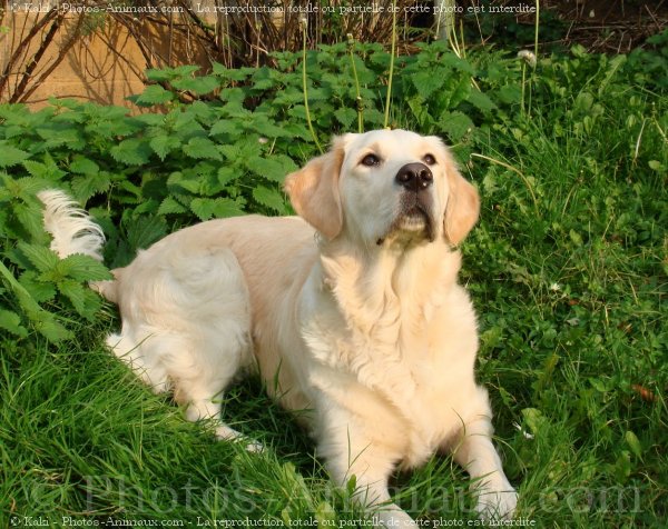 Photo de Golden retriever