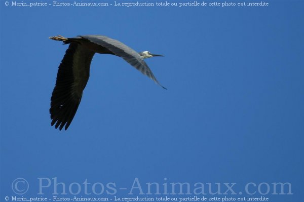 Photo d'Aigrette