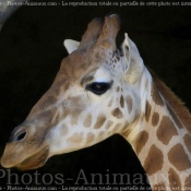 Photo de Girafe