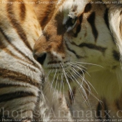 Photo de Tigre