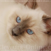 Photo de Sacr de birmanie