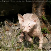 Photo de Sphynx