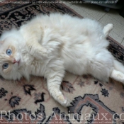 Photo de Ragdoll