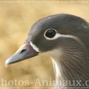 Photo de Canard