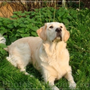 Photo de Golden retriever