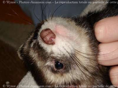 Photo de Furet