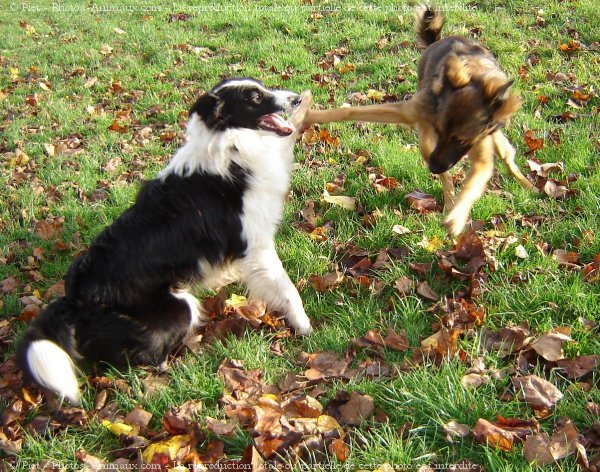 Photo de Races diffrentes