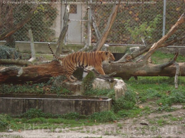 Photo de Tigre