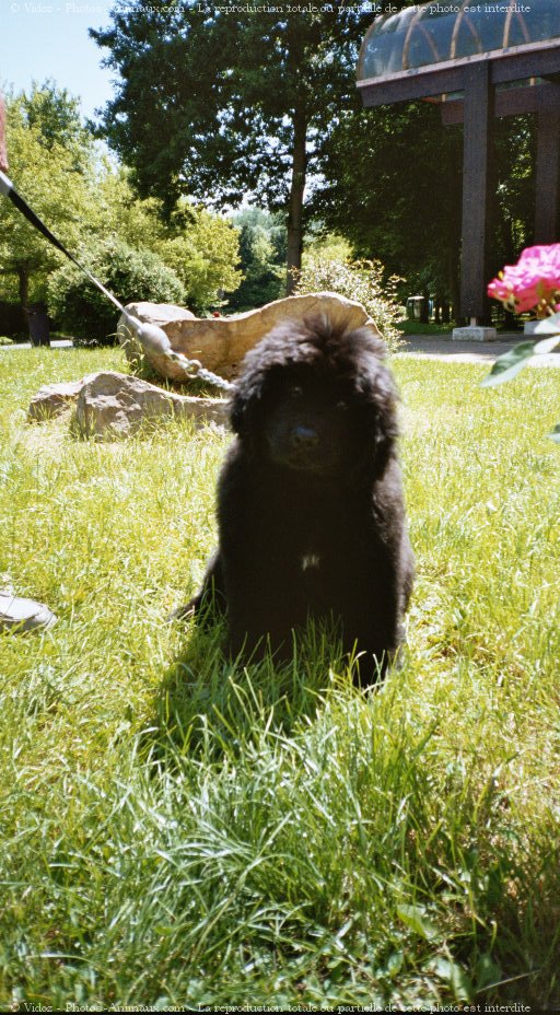 Photo de Chien de terre-neuve